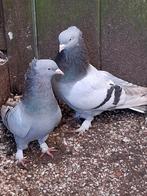 Iraakse Takla, één paar te koop, Dieren en Toebehoren, Vogels | Duiven, Meerdere dieren, Overige soorten