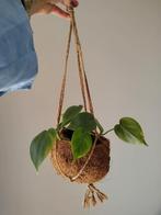 Philodendron Scandens in hangpot, Huis en Inrichting, Kamerplanten, Overige soorten, In pot, Minder dan 100 cm, Groene kamerplant
