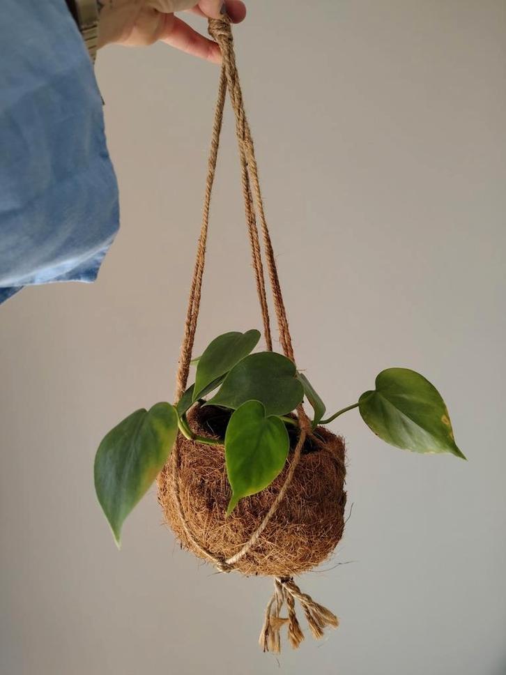 Philodendron Scandens in hangpot, Huis en Inrichting, Kamerplanten, Overige soorten, Minder dan 100 cm, Groene kamerplant, Halfschaduw