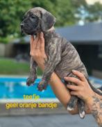 Prachtige Boerboel X Presa Canario pups, Rabiës (hondsdolheid), Overige rassen, 8 tot 15 weken, Meerdere
