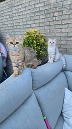 Britse korthaar tabby's raszuiver, Dieren en Toebehoren, Katten en Kittens | Raskatten | Korthaar, Gechipt