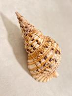 XL triton schelp trompetschelp, Ophalen of Verzenden, Schelp(en)