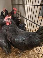 Australorp Haan, Dieren en Toebehoren, Pluimvee, Mannelijk, Kip
