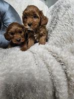 Maltipoo pups, Overige rassen, 8 tot 15 weken, Meerdere, Meerdere dieren