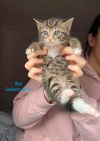 Kittens 6 weken Bengaal x Cyperse, Dieren en Toebehoren, 0 tot 2 jaar