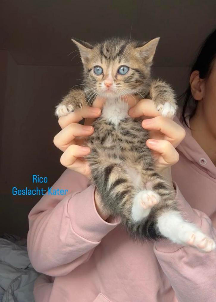 Kittens 6 weken Bengaal x Cyperse, Dieren en Toebehoren, Katten en Kittens | Dekkaters, 0 tot 2 jaar