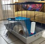 Twee superlieve tamme ratjes -inclusief kooi en accessoires!, Dieren en Toebehoren, Knaagdieren, Rat, Mannelijk, Mei, Tam