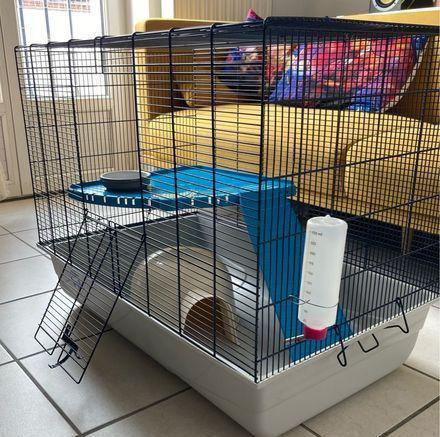 Twee superlieve tamme ratjes -inclusief kooi en accessoires!, Dieren en Toebehoren, Knaagdieren, Mannelijk, Rat, Mei, Tam