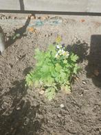 Moederkruid, Ophalen of Verzenden, Volle zon