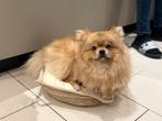 Pomeriaan pups, Dieren en Toebehoren, Honden | Poolhonden, Keeshonden en Oertypen, Keeshond, Meerdere, Meerdere dieren, Nederland