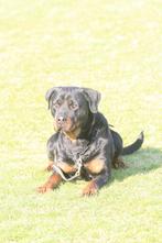 Herplaatsen Rottweiler, 6 jaar of ouder, Rabiës (hondsdolheid), Teef, Eén hond