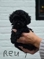 Toy poedel pups, Poedel, 8 tot 15 weken, Meerdere, Meerdere dieren