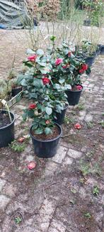 Camelia Japonica, Ophalen, Overige soorten, Minder dan 100 cm