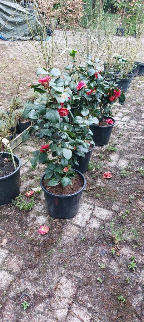 Camelia Japonica, Tuin en Terras, Planten | Struiken en Hagen, Overige soorten, Minder dan 100 cm, Ophalen
