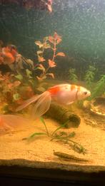 3 sluierstaart goudvissen, Dieren en Toebehoren, Vissen | Aquariumvissen