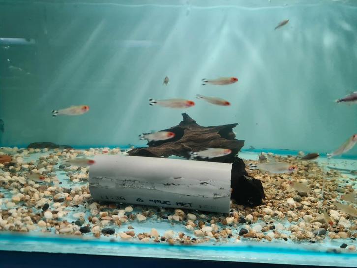 Roodkopzalm, Hemigrammus Rhodostomus, Dieren en Toebehoren, Vissen | Aquariumvissen, Zoetwatervis, Vis, Schoolvis
