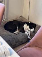 Professionele hondenopvang en kattenopvang - betrouwbaar, Diensten en Vakmensen, Particuliere oppas