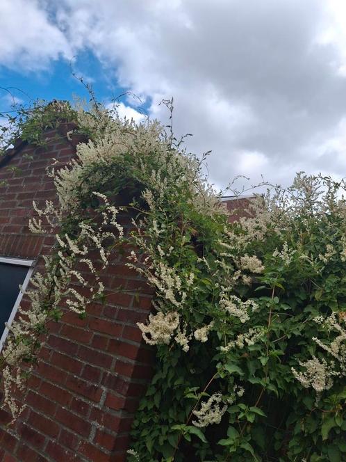 Zaden Chinese Bruidssluier, Tuin en Terras, Overige Tuin en Terras, Nieuw, Ophalen of Verzenden