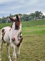 Mooie springveulens.!, Hengst, 0 tot 2 jaar