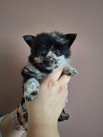 Super leuke unieke puppy’s, Dieren en Toebehoren, Honden | Chihuahua's en Gezelschapshonden, Overige rassen, CDV (hondenziekte)
