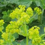 Bio zaden Vrouwenmantel Alchemilla mollis uit eigen tuin, Tuin en Terras, Bloembollen en Zaden, Ophalen of Verzenden, Halfschaduw