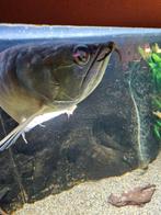 Arowana