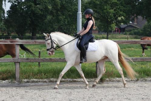 Te koop sportieve allround D pony, Dieren en Toebehoren, Pony's, Ruin, B, D pony (1.37m tot 1.48m), Dressuurpony, 3 tot 6 jaar