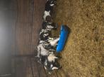 Te koop pauwgeiten, Dieren en Toebehoren, Schapen, Geiten en Varkens, Mannelijk, Schaap