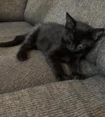 lieve zwarte kittens, Kater, Kortharig, 0 tot 2 jaar