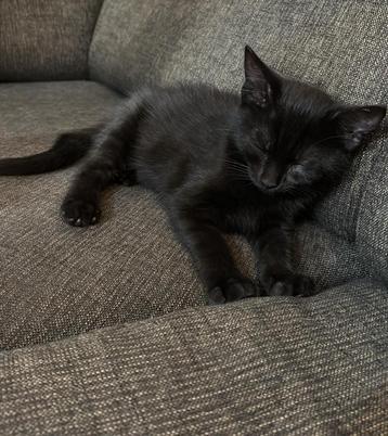 lieve zwarte kittens beschikbaar voor biedingen