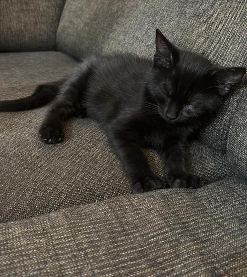 lieve zwarte kittens, Dieren en Toebehoren, Katten en Kittens | Overige Katten, Kortharig, Kater, 0 tot 2 jaar