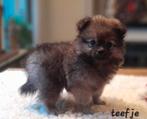 Prachtige Pomeriaan x Pomchi pups, Overige rassen, CDV (hondenziekte), 8 tot 15 weken, Meerdere