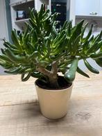 Crassula Ovata 'Gollum' Vetplant, Tuin en Terras, Planten | Tuinplanten, Volle zon, Vaste plant, Bloeit niet, Ophalen
