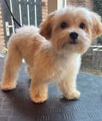 Premium F1 maltipoo reutje mini, Dieren en Toebehoren, Honden | Chihuahua's en Gezelschapshonden, Particulier, Rabiës (hondsdolheid)