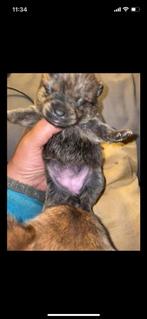 Jackrussel kruising, Rabiës (hondsdolheid), Jack Russell Terriër, 8 tot 15 weken, Teef