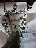 Hoya curtissii, Ophalen of Verzenden, Overige soorten, Minder dan 100 cm
