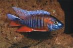 Malawi Cichliden: Aulonocara eureka, Vis, Zoetwatervis