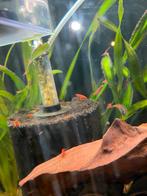 ️❗️Actie️❗️ Neocaridina Bloody Mary vuurgarnalen, Kreeft, Krab of Garnaal