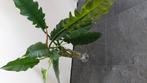 Philodendron narrow, Huis en Inrichting, Verzenden, Overige soorten, Minder dan 100 cm