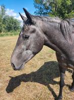 Plekje gezocht in buurt van Hank. Met enige spoed., Dieren en Toebehoren, Stalling en Weidegang