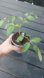 Tomatenplantjes, Ophalen of Verzenden, Zomer, Volle zon