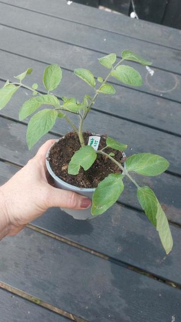 Tomatenplantjes  beschikbaar voor biedingen