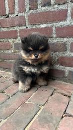 Pomeriaan pup te koop!, Reu, 8 tot 15 weken, Eén hond, Nederland