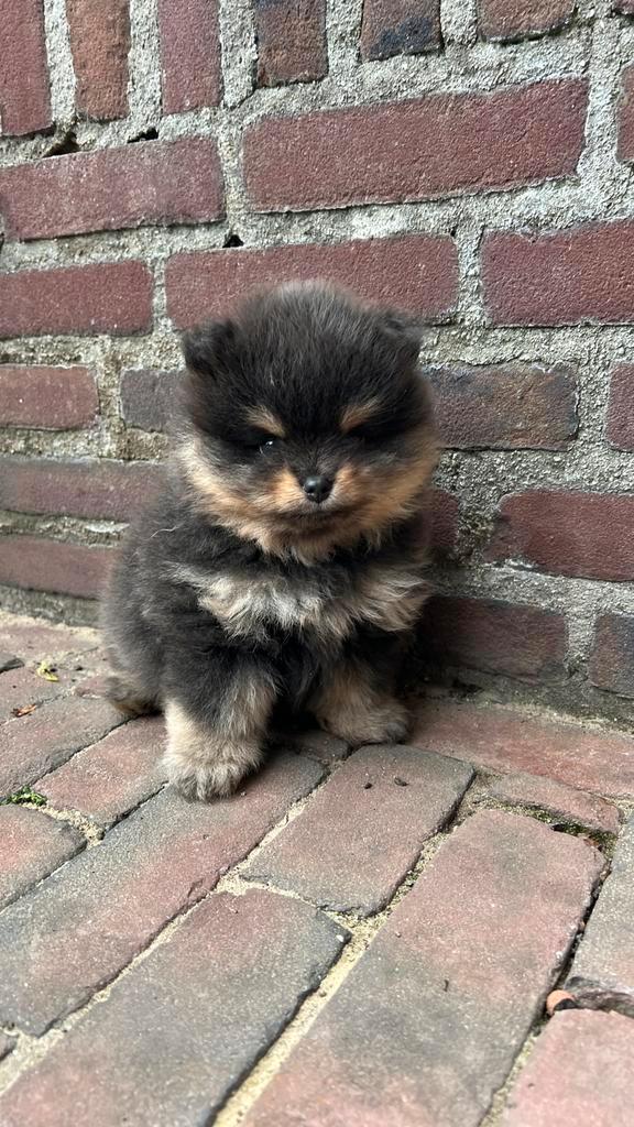 Pomeriaan pup te koop!, Dieren en Toebehoren, Honden | Poolhonden, Keeshonden en Oertypen, Reu, Keeshond, Particulier, Eén hond