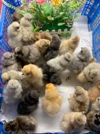 Usa zijdehoen cloaca gesekste hen 🐥kuikens 12 nov. geent🍀, Dieren en Toebehoren, Pluimvee, Vrouwelijk, Kip