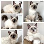 Ragdoll * stamboom * Seal * prachtige kittens, Dieren en Toebehoren, Katten en Kittens | Raskatten | Langhaar, Meerdere dieren