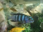 Malawi cichlid (Pseudotropheus Saulosi), Dieren en Toebehoren, Vis, Zoetwatervis, Schoolvis