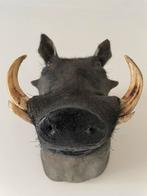 Prachtig opgezet Wrattenzwijn Trofee  kop zwijn varken dier, Ophalen of Verzenden, Zo goed als nieuw, Wild dier, Opgezet dier