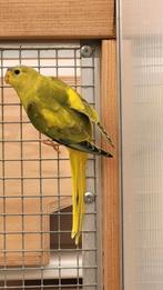 Elegant/ Eleganten, Dieren en Toebehoren, Vogels | Parkieten en Papegaaien, Vrouwelijk, Parkiet, Geringd