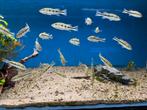 Cichla orinocensis, Vis